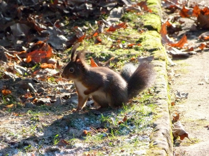 Eichhörnchen