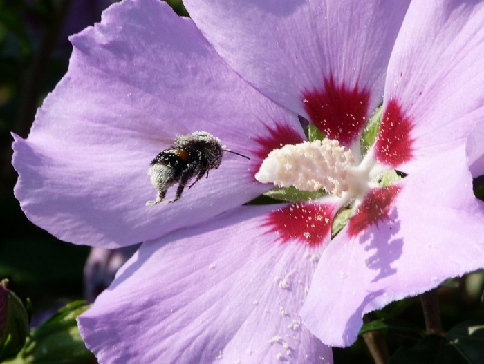 Hummel mit Blütenstaub