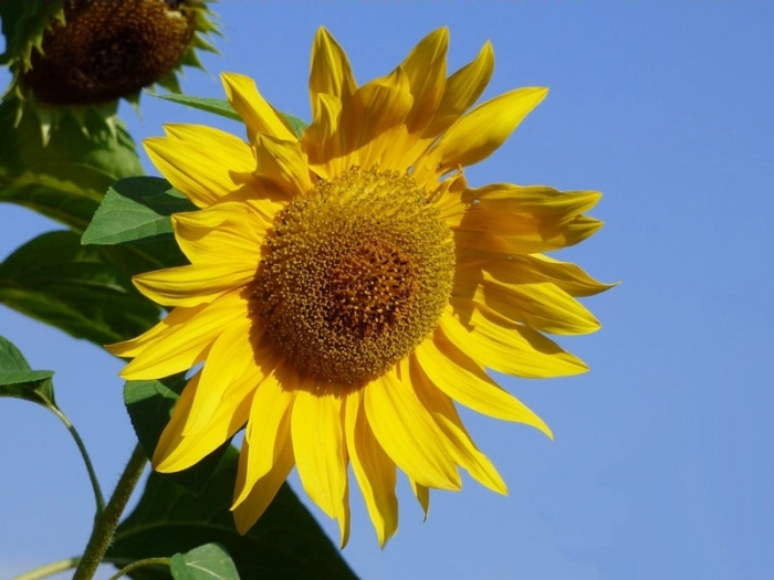 Sonnenblume