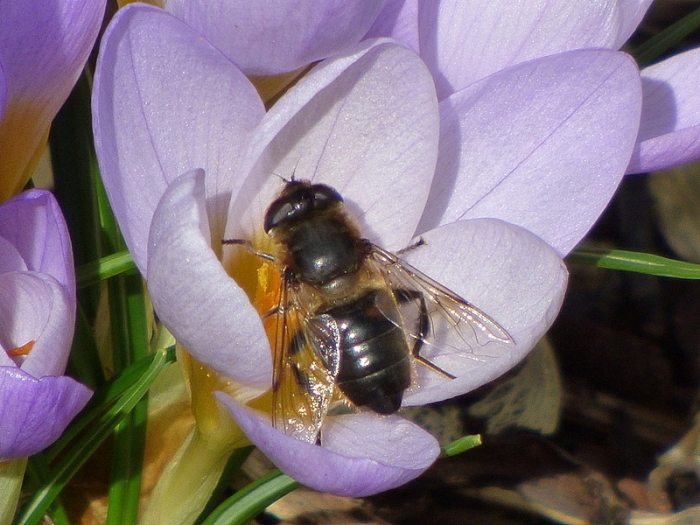 Krokus m. Biene