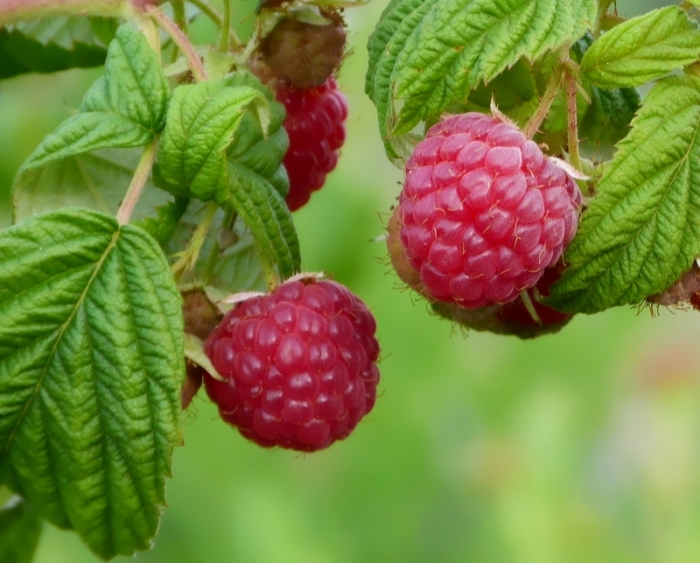 Himbeeren