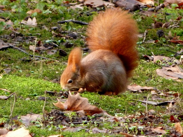Eichhörnchen