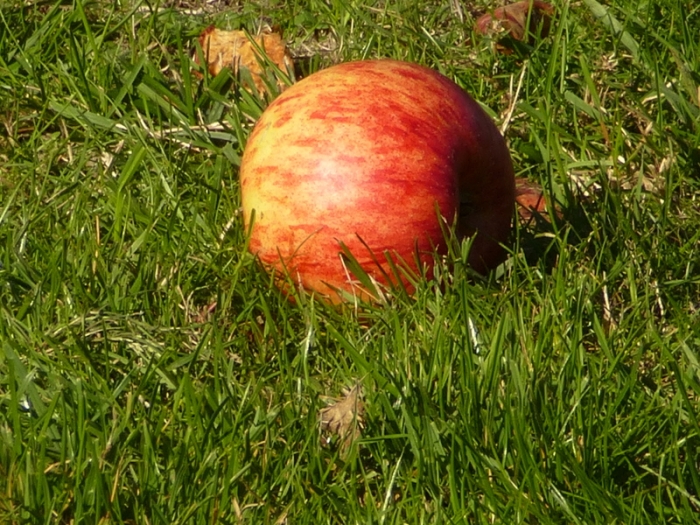 Apfel