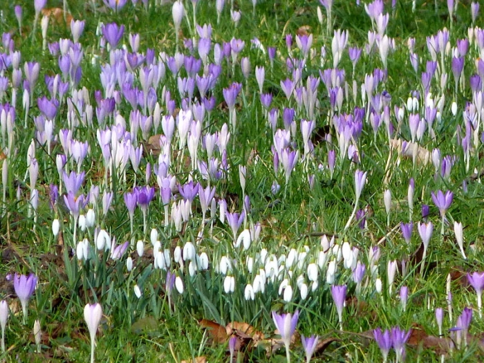 Krokusse und Schneeglöckchen