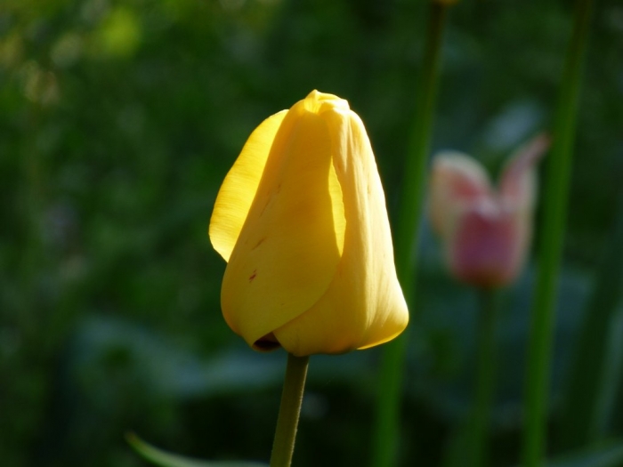 Tulpe