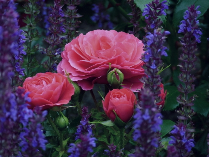 Rosen im Lavendel