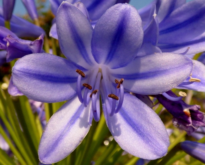 Orientalische Schmucklilie