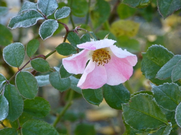 Heckenrose
