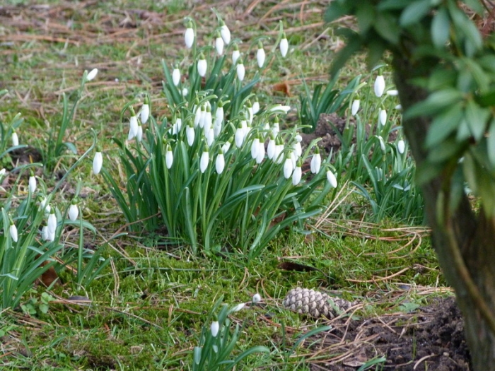 Schneeglöckchen