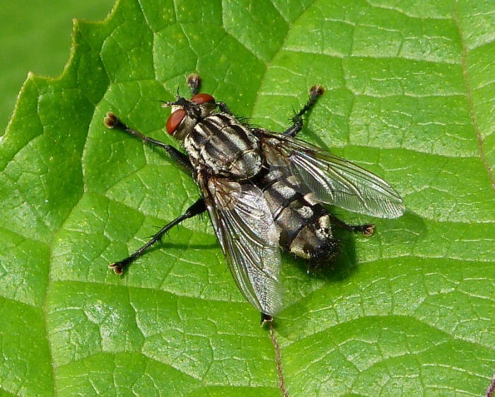 Fleischfliege