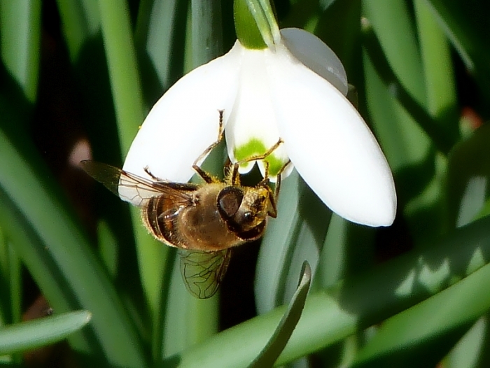 Schneeglöckchen
