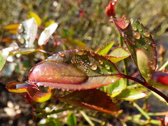 Rosenblätter m. Tropfen