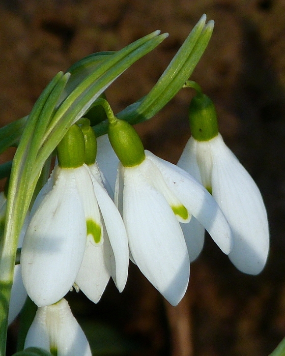 Schneeglöckchen