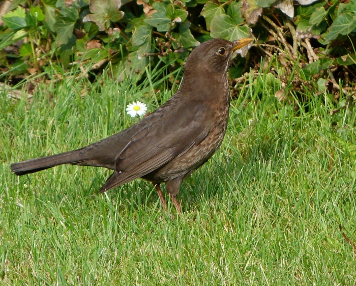 Amsel