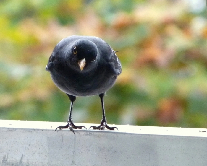 Amsel m.