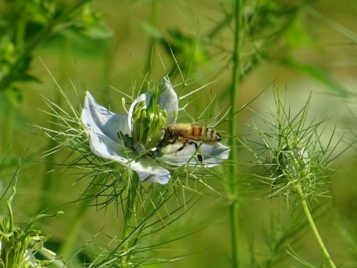 Jungfer im Grünen mit Biene