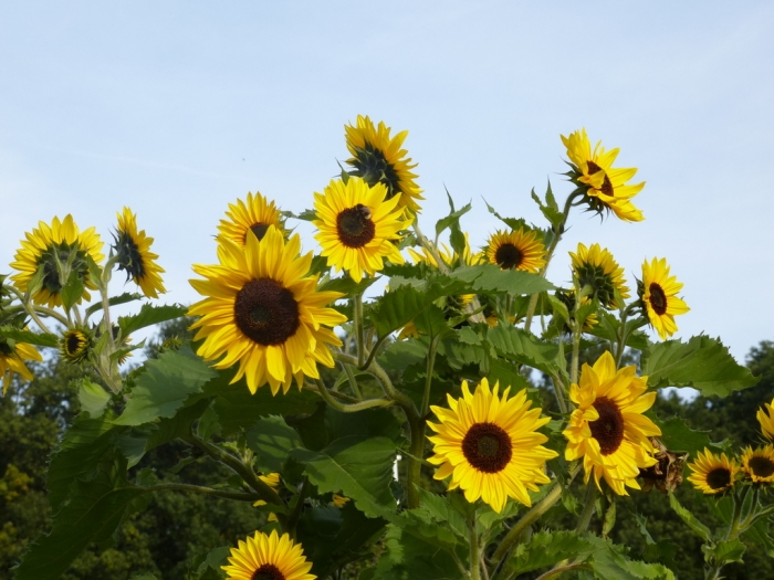 Sonnenblumen
