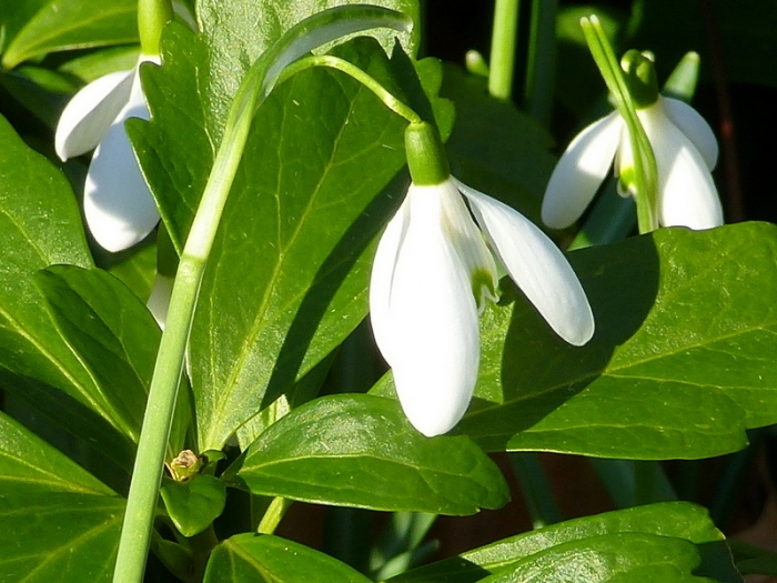 Schneeglöckchen