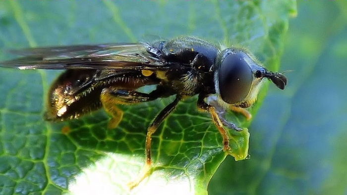 Winzige Fliege ganz gross