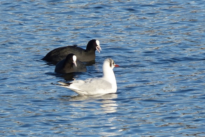 Smalltalk unter Wasservögel