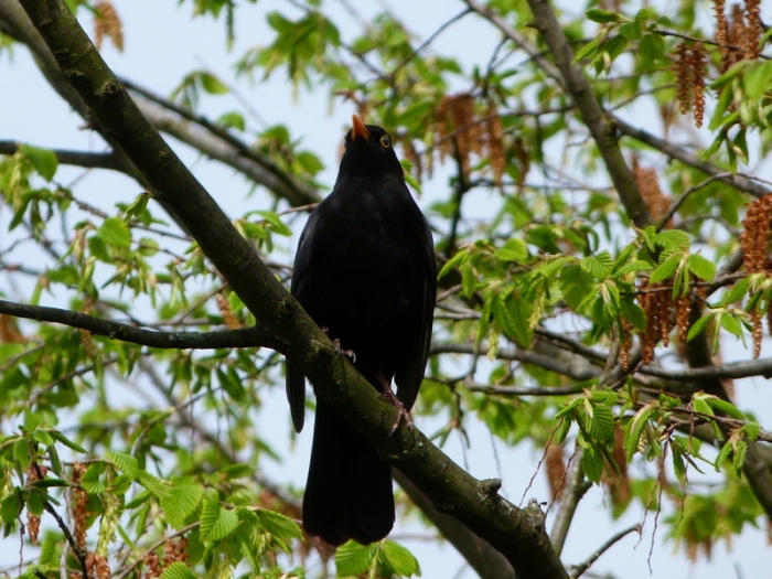 Amsel