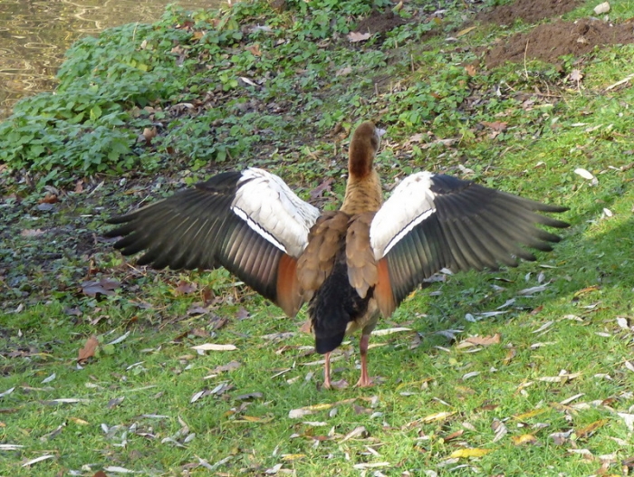 Nilgans