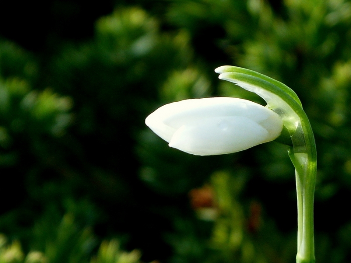 Schneeglöckchen