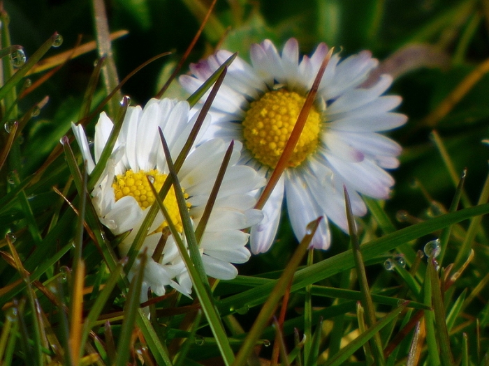 Gaensebluemchen mit Tautrofpen