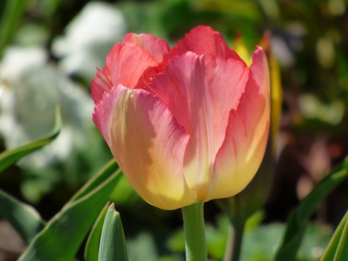 Tulpe