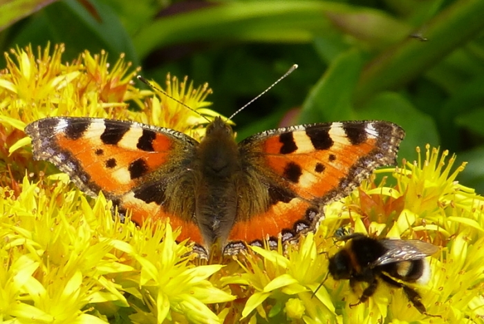 Kleiner Fuchs und Hummel