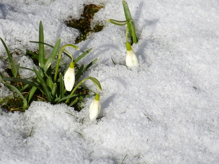 Schneeglöckchen