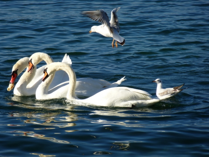 Schwäne und Möwen