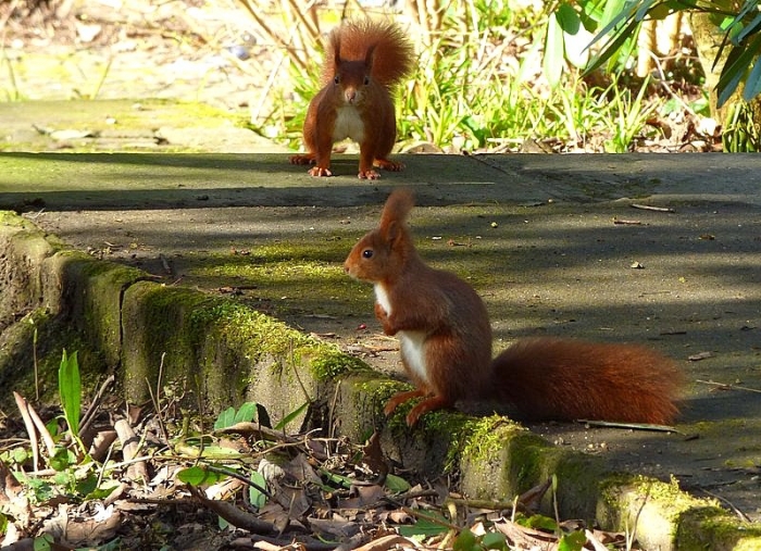 Zwei Eichhörnchen
