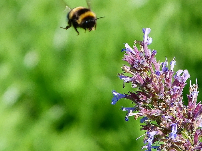 Biene im Anflug