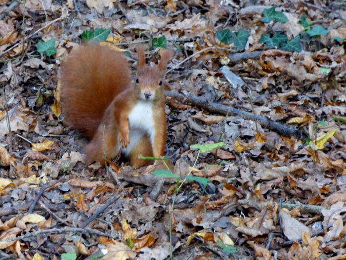 Eichhörnchen