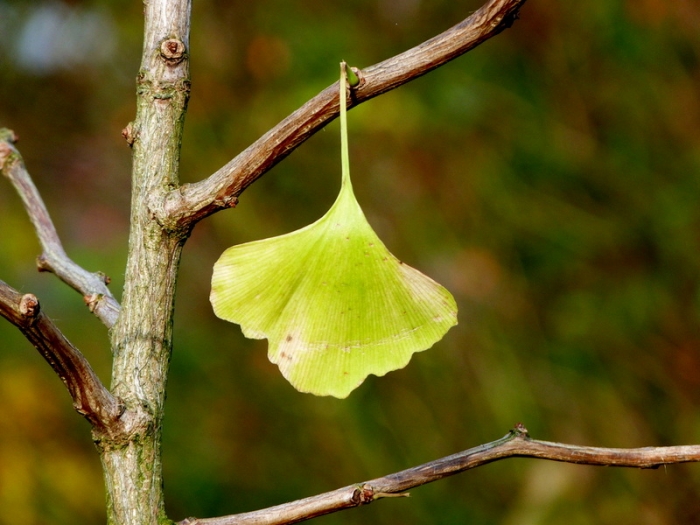 Gingkoblatt