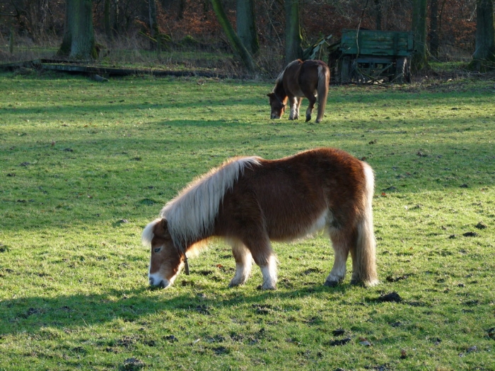 Shetlandpony