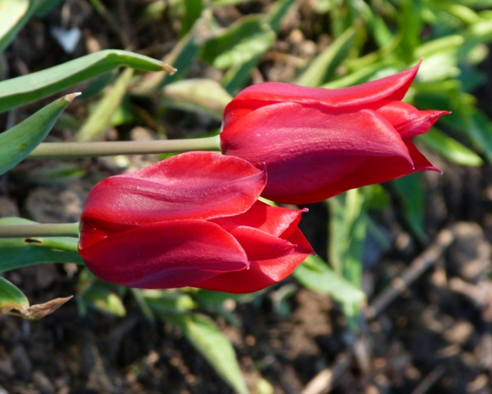 Tulpen