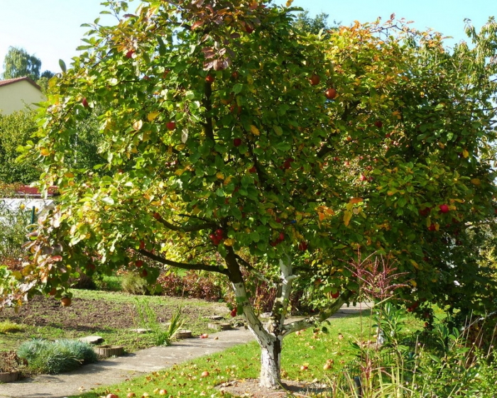 Apfelbaum im Oktober
