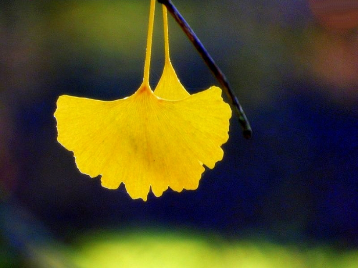 Ginkgo