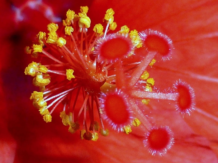 Hibiskus