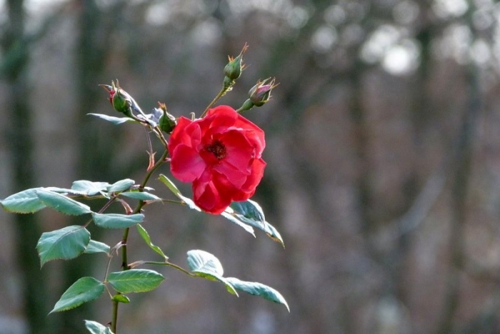 Rote Rose im Dezember