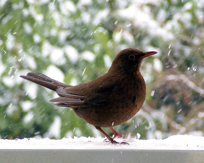 Amsel w.