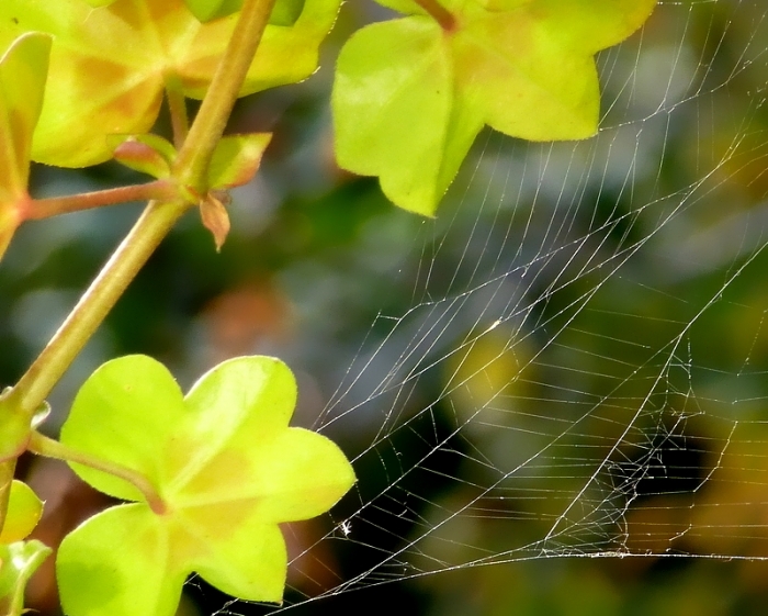 Spinnennetz