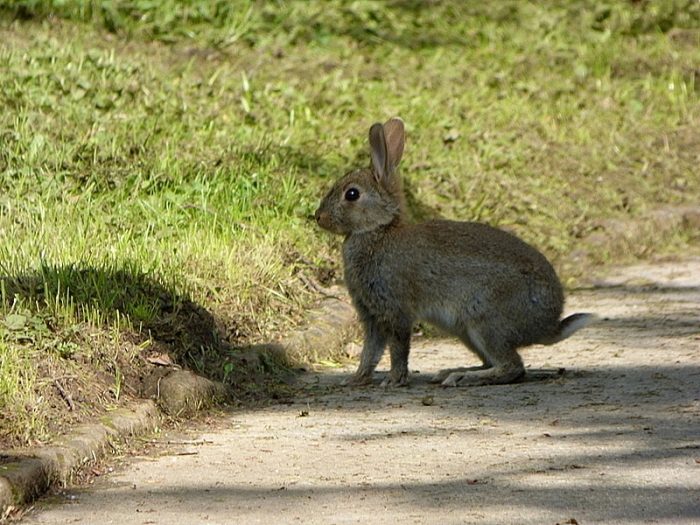 Wildkaninchen