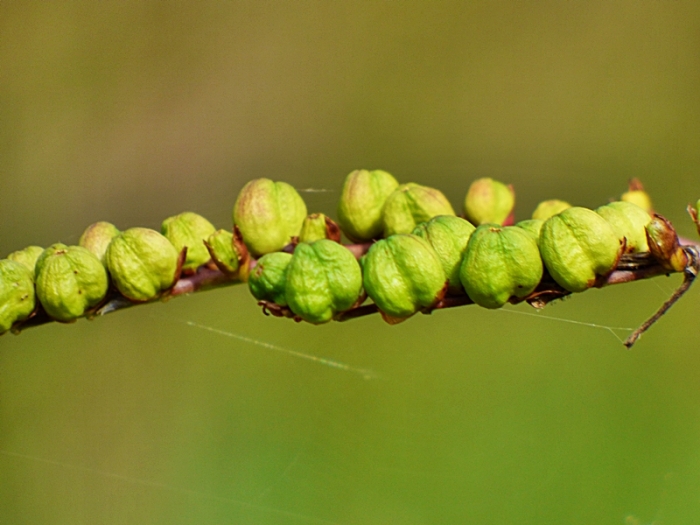 Montbretie verblüht