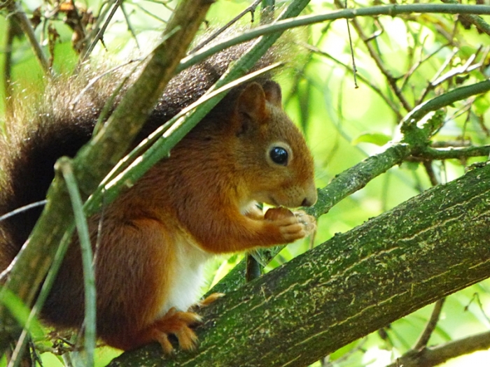 Eichhörnchen