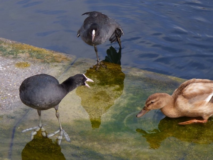 Bläßhühner und Ente