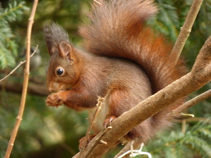 Eichhörnchen