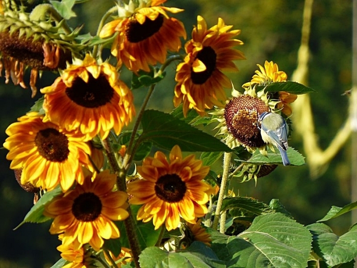 Sonnenblumen und Meise